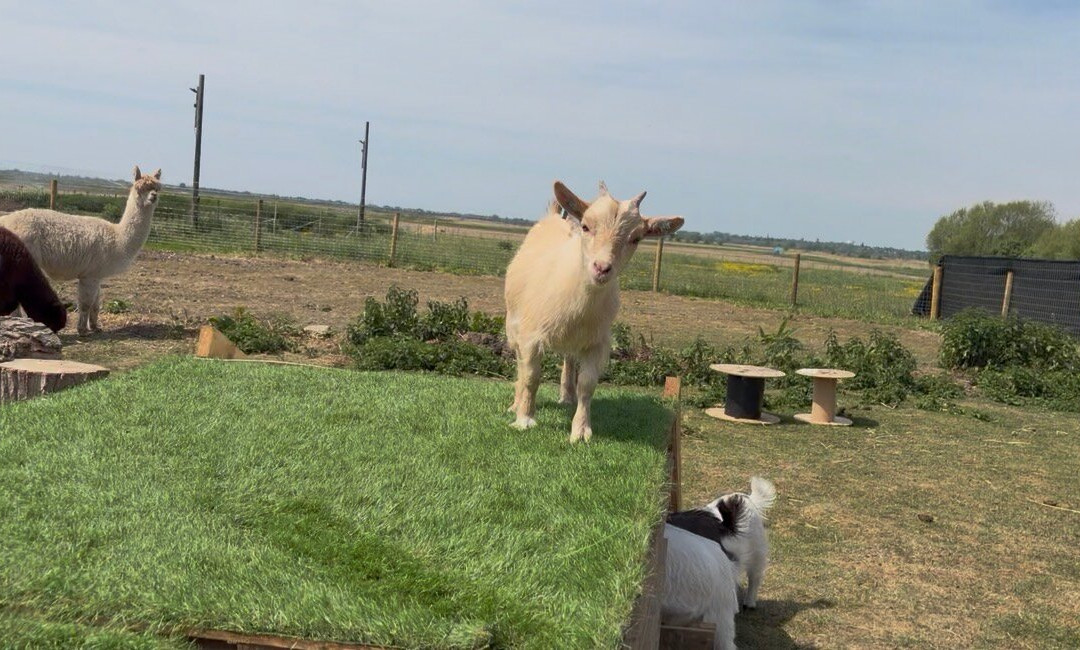 Highland Cow Cottage-Royston必去景点