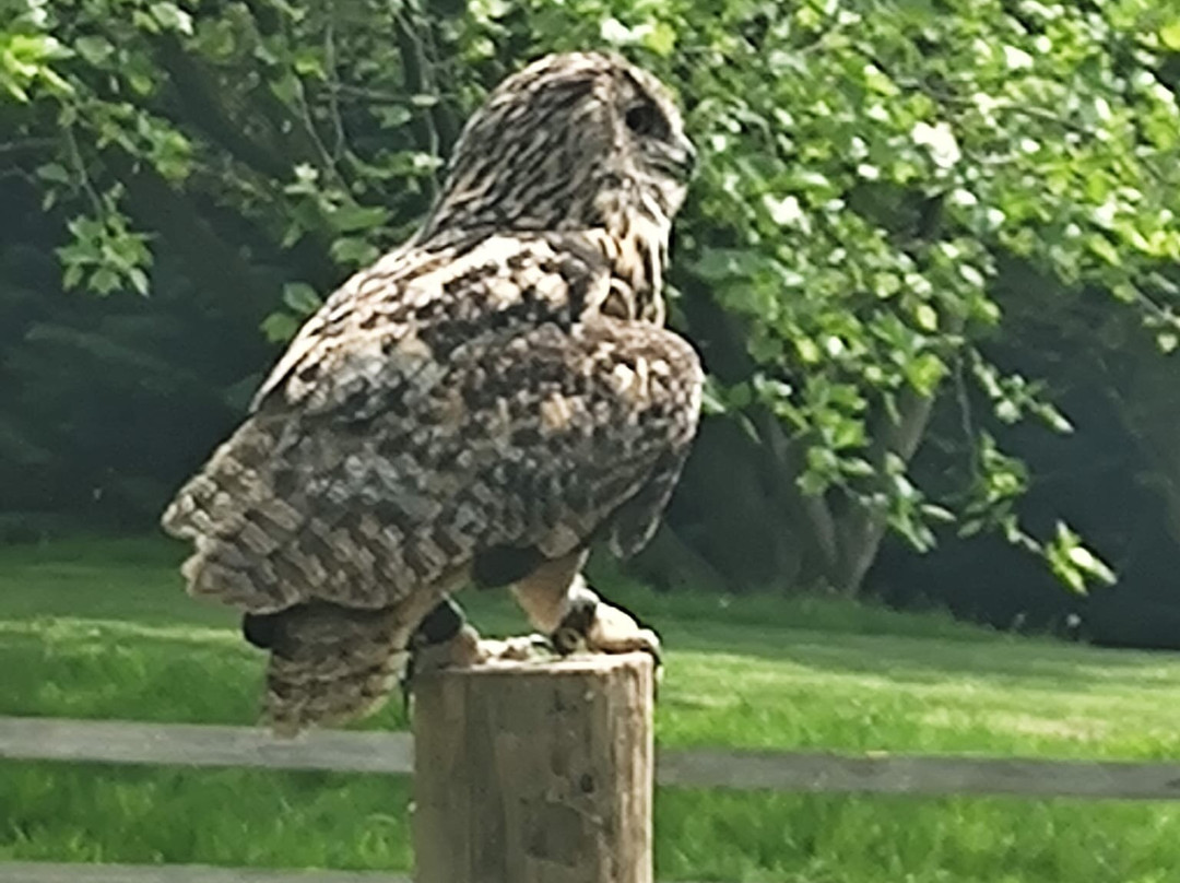 Mercer Falconry Raptor Park-Farnsfield必去景点