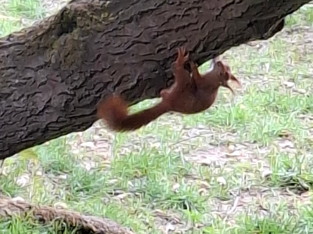 British Wildlife Centre-Lingfield必去景点