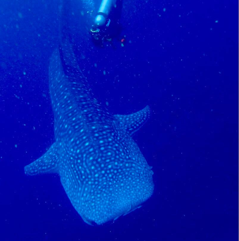 Diving Tours Mirissa-美蕊沙必去景点