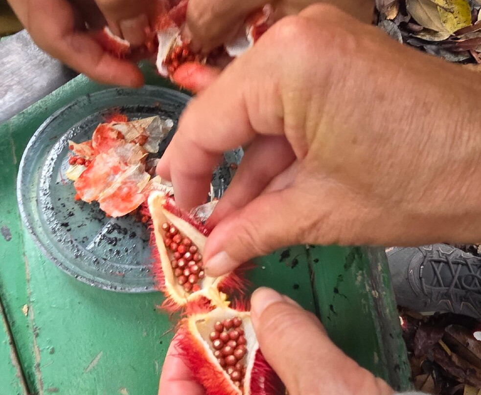 Amazon Green Tours-玛瑙斯必去景点