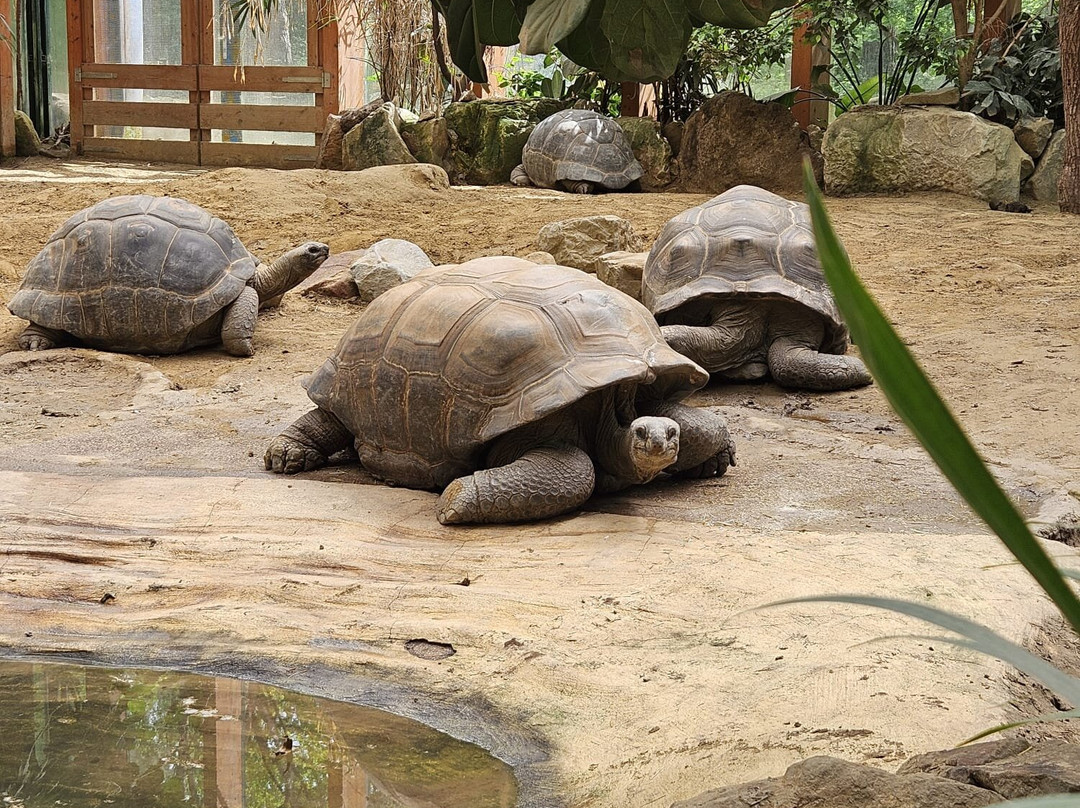 DierenPark Amersfoort-阿默斯福特必去景点
