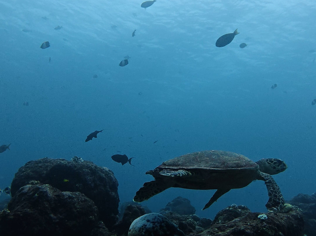 Amphibuzz Dive-Thulusdhoo Island必去景点