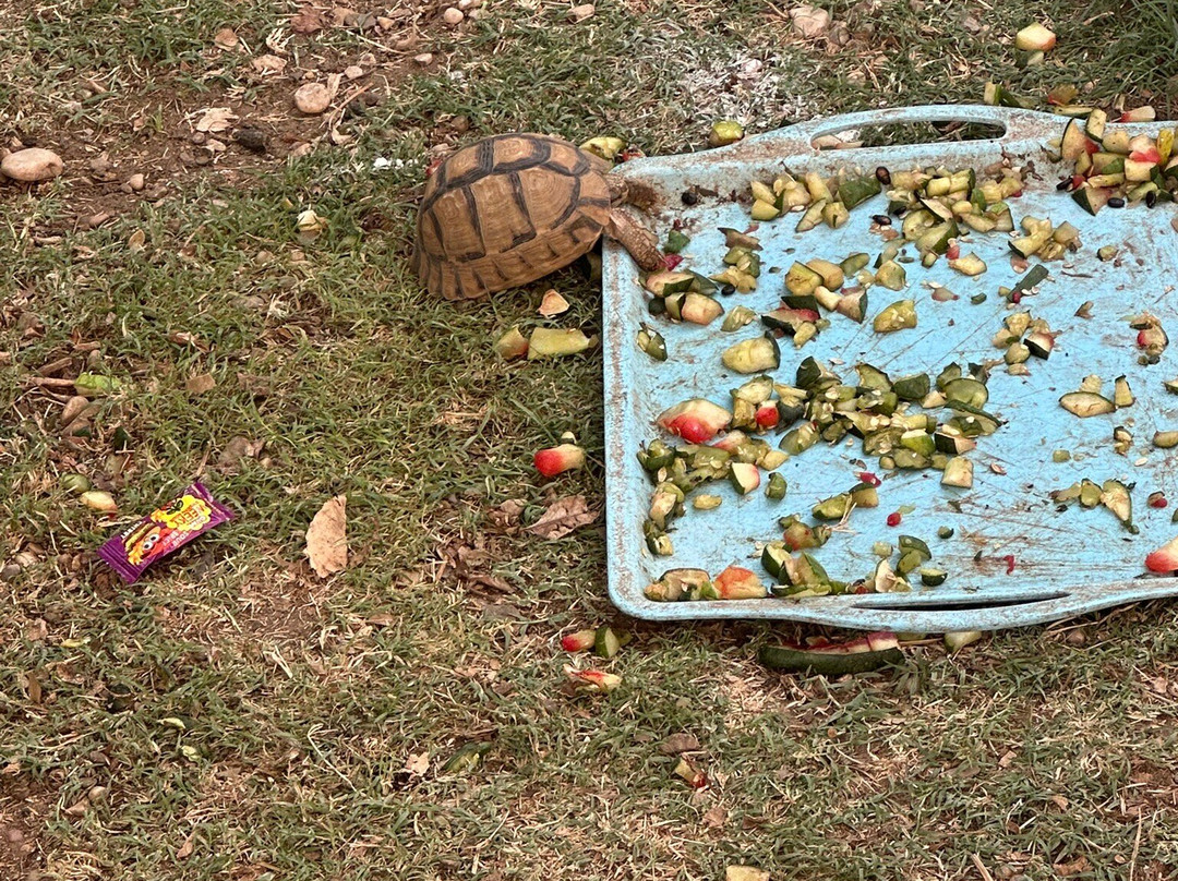 ACE - Animal Care in Egypt-卢克索必去景点