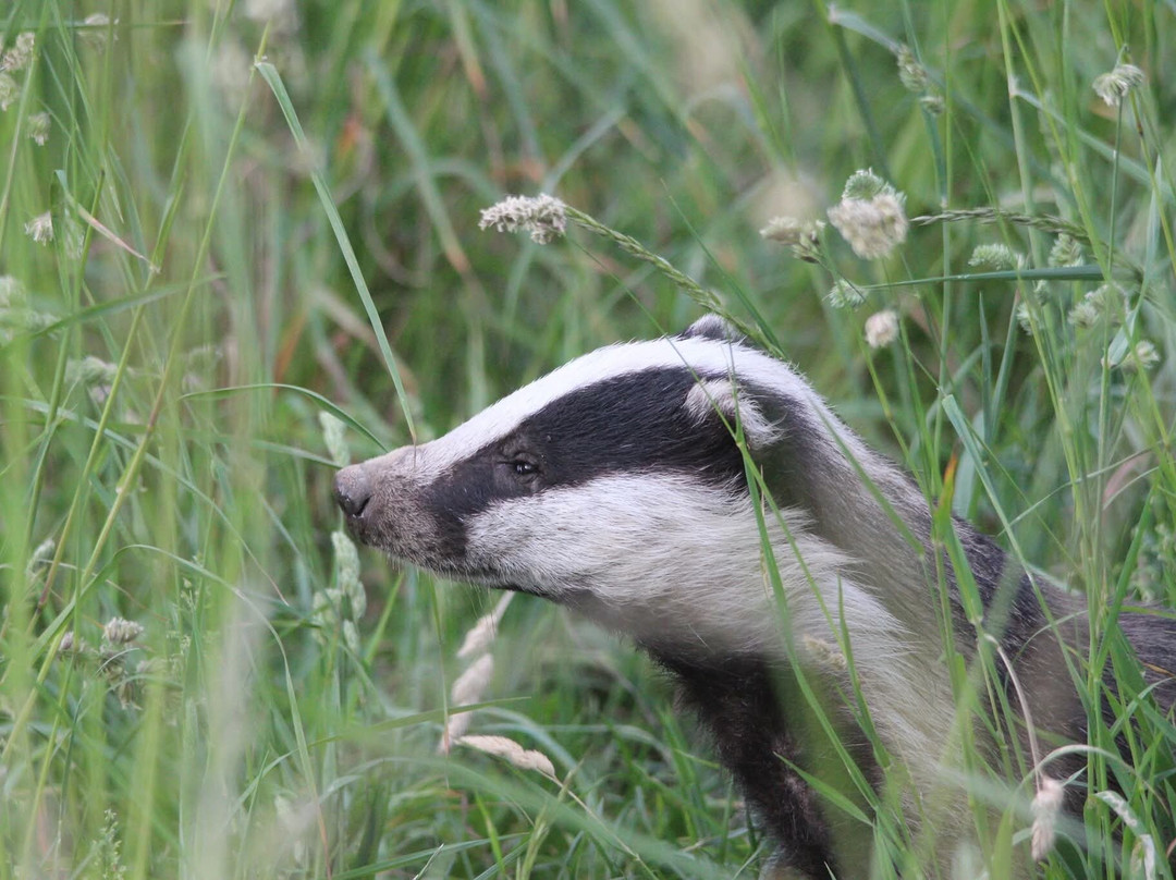 Badger Watch Dorset-Buckland Newton必去景点