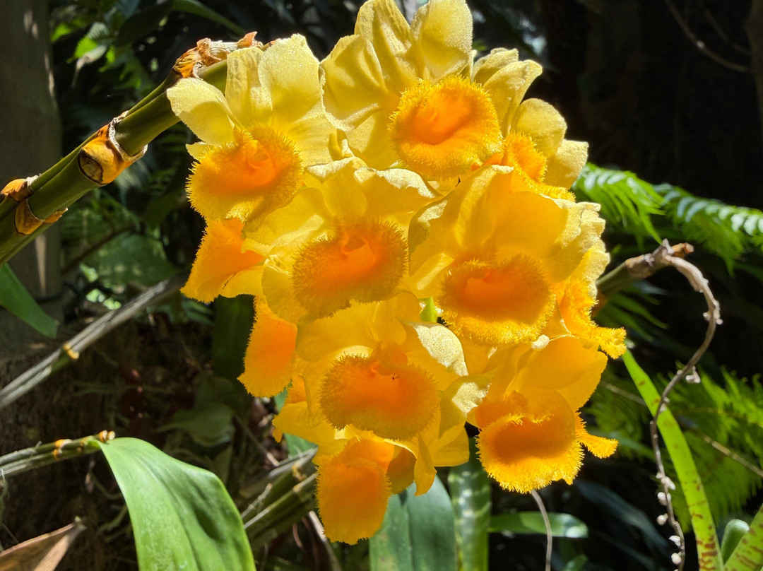 Orquidario de Estepona-埃斯特波纳必去景点