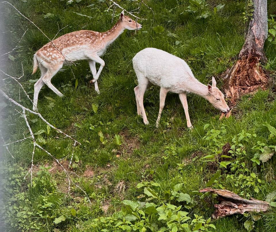 Zoo Farm Shihovo-Shikhovo必去景点