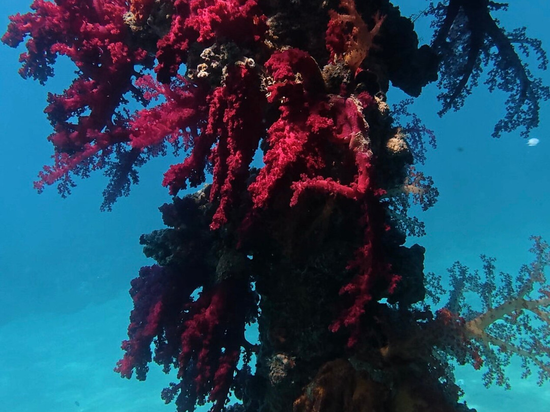 Orca Dive Club Safaga-Safaga必去景点