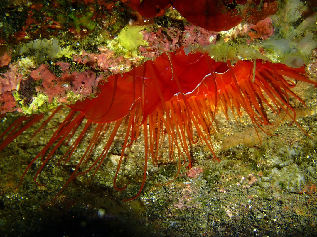 Diving Candidasa-甘地达萨必去景点