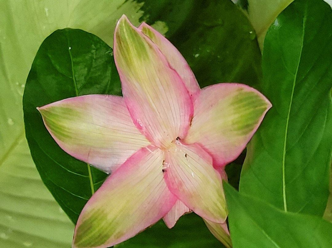 Krohn Conservatory-辛辛那提必去景点