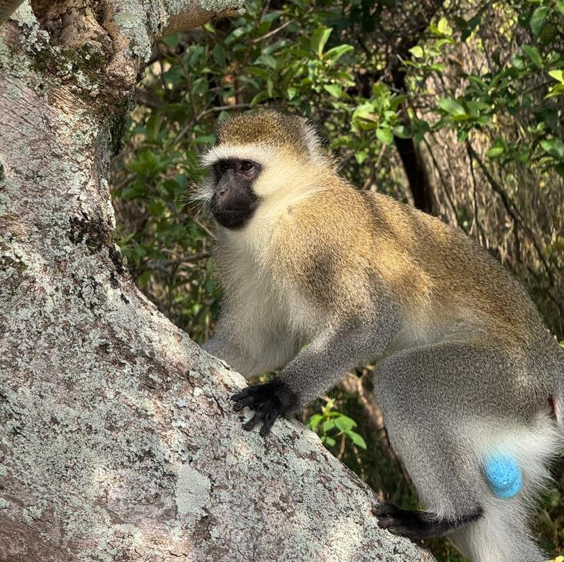 Primate Safaris-吉佳利必去景点