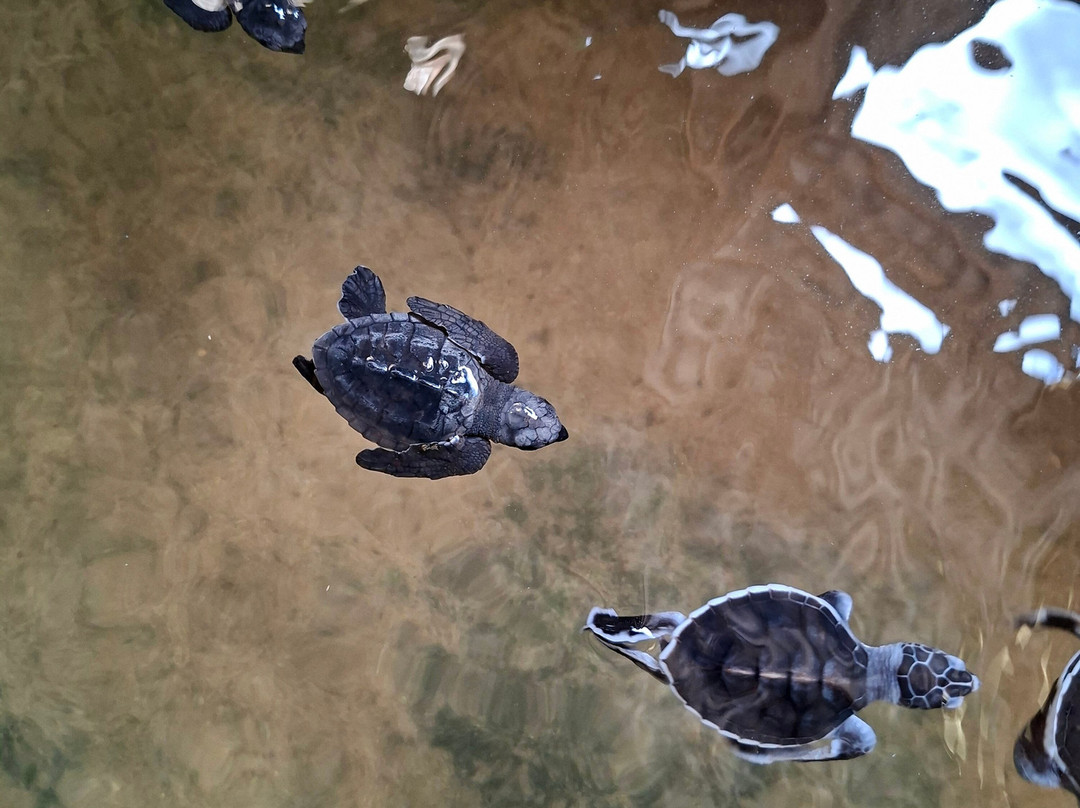 Sea Turtle Conservation Project (Koggala)-克拉必去景点