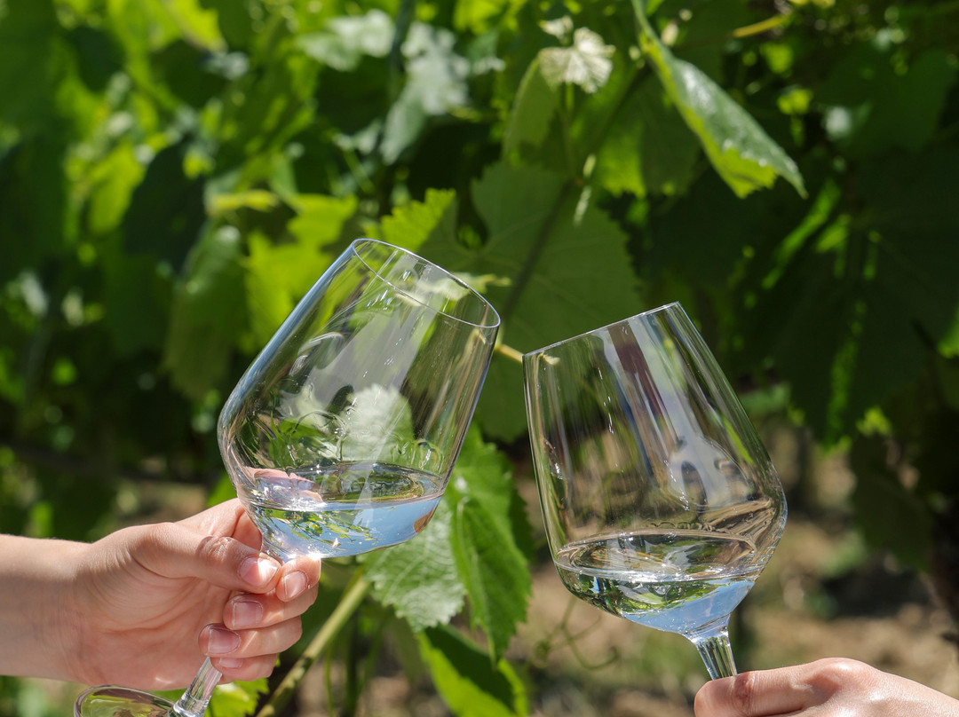 Sapentia Wine - L'Eredità del Vino-Guardia Sanframondi必去景点