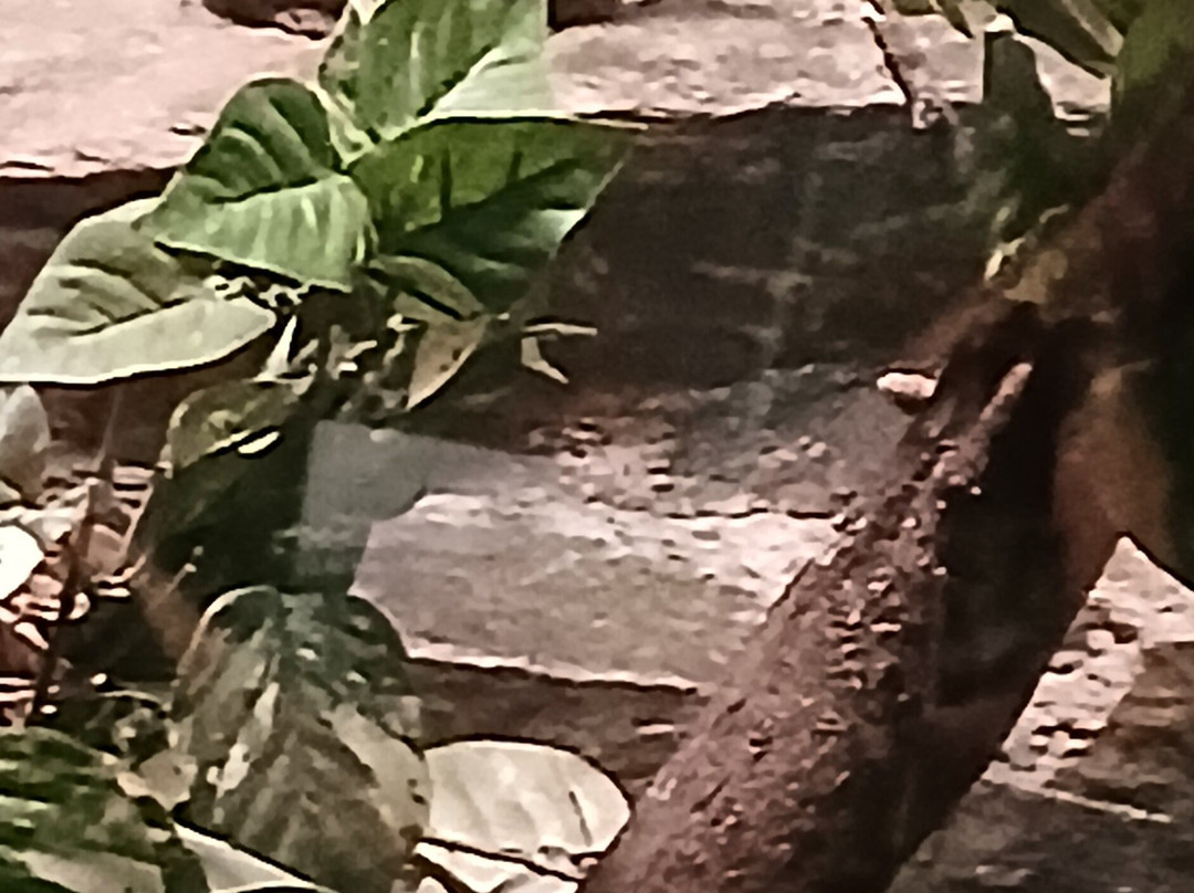 Bronx Zoo-布朗克斯必去景点