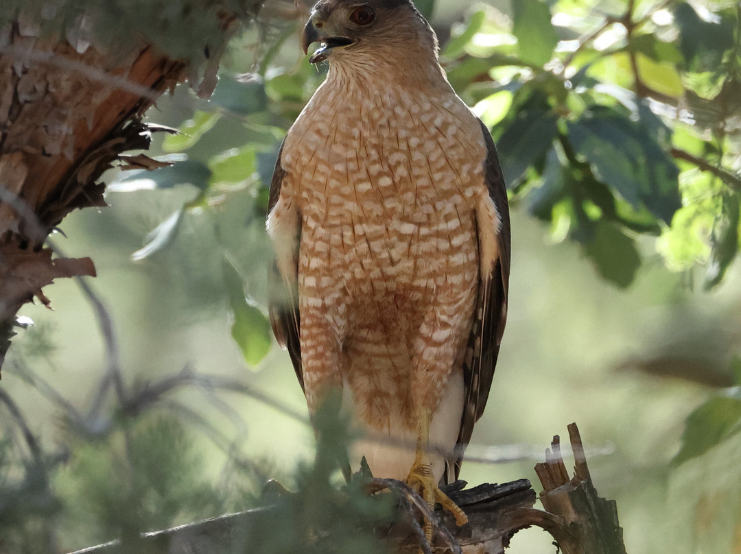 Ramsey Canyon Cabins & Bird Sanctuary主图