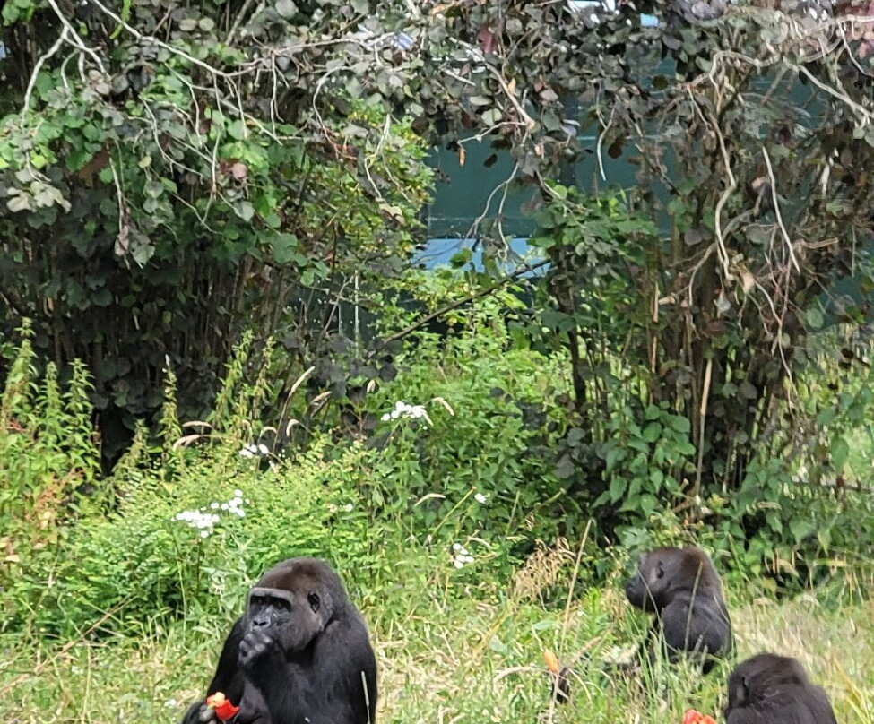 Bristol Zoo Project-Easter Compton必去景点