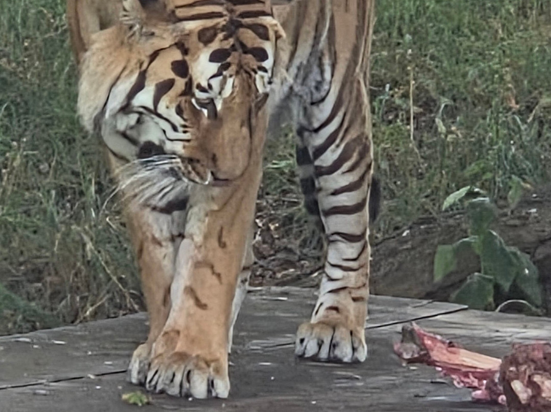 Yorkshire Wildlife Park-Auckley必去景点