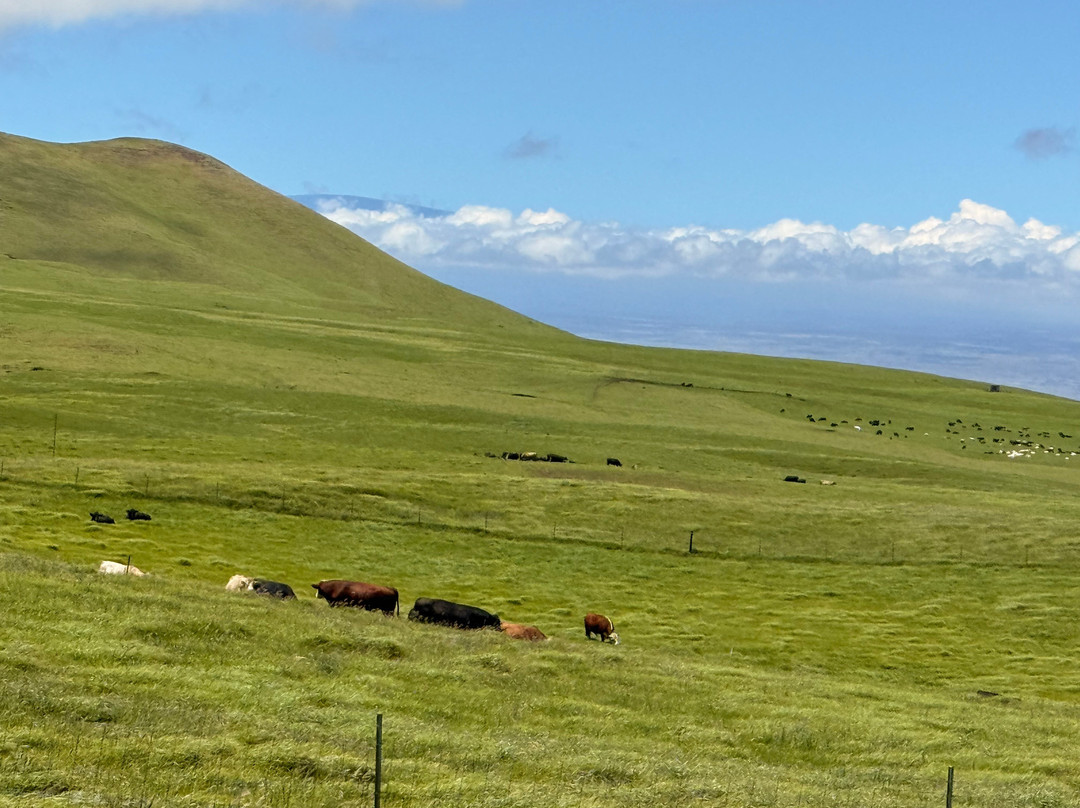 Na'alapa Stables - Kahua Ranch-卡慕也拉必去景点