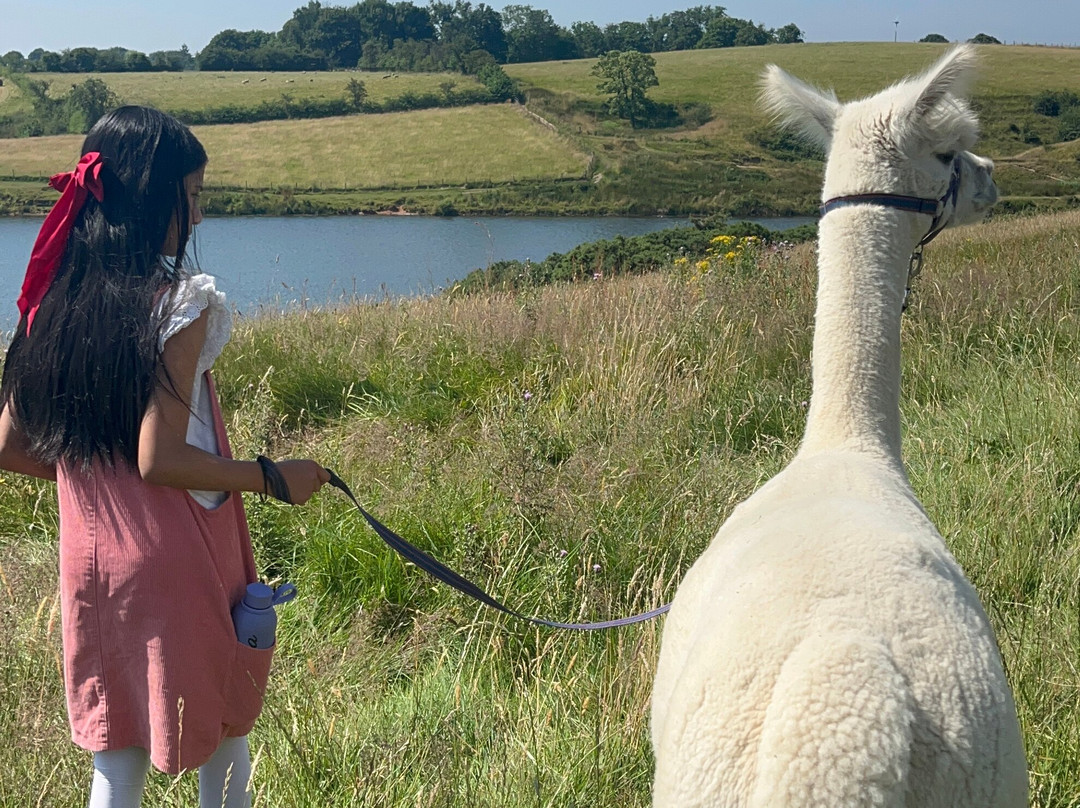 Meadowcroft Farm Alpacas-Bury必去景点