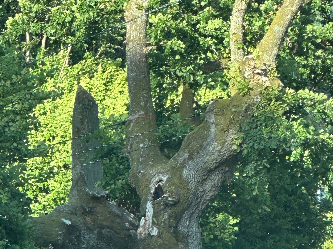 Hola Eigå (Kveldsbekeika), the Hollow Oak-Tau必去景点