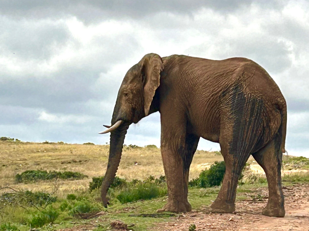 Lalibela Wildlife Reserve Mark's Camp Family Lodge主图