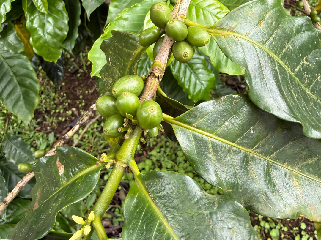 Cafe & Cacao Tour Bijagua-Bijagua de Upala必去景点