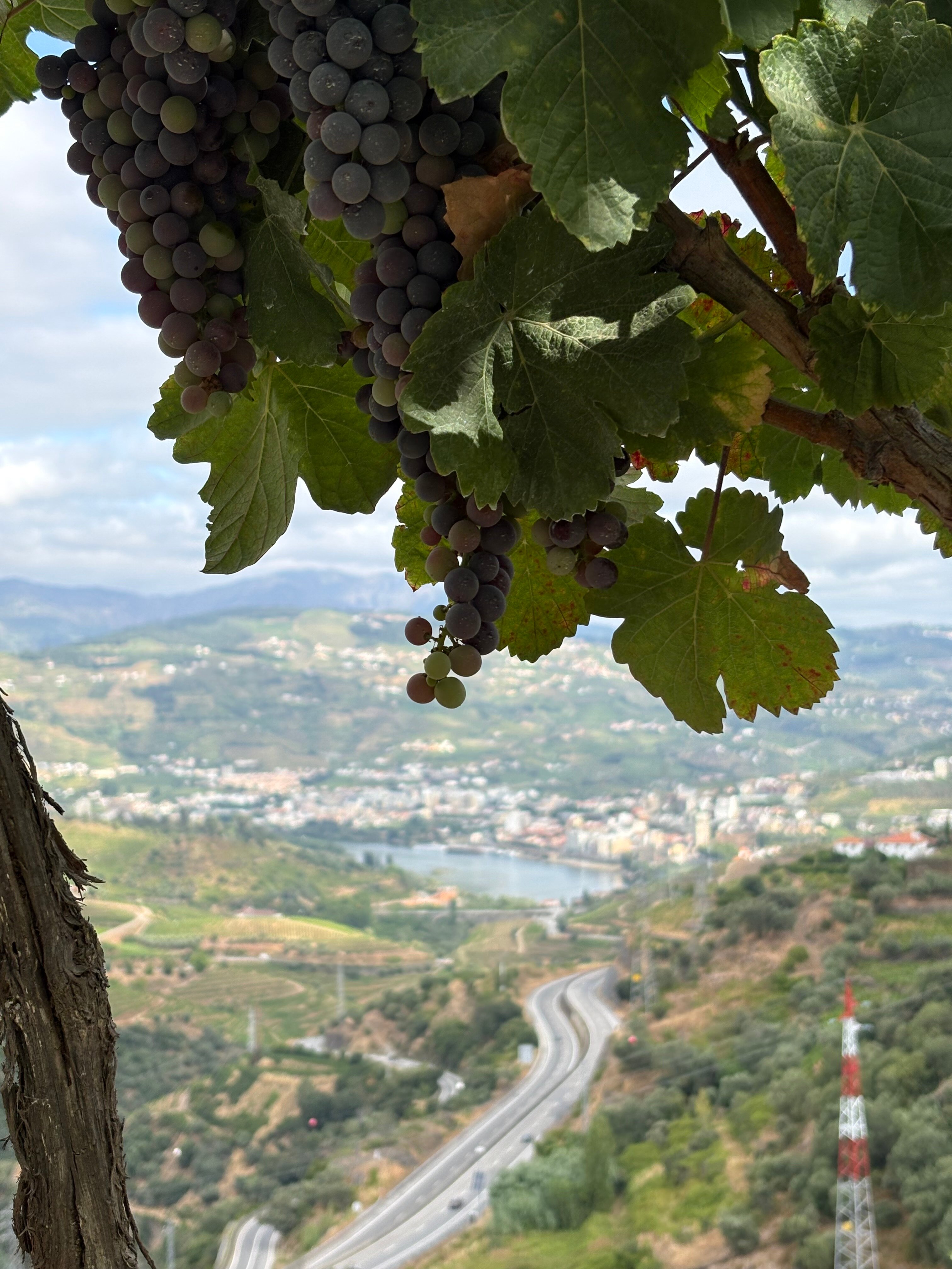 Quinta do Valdalagea-酒店景观