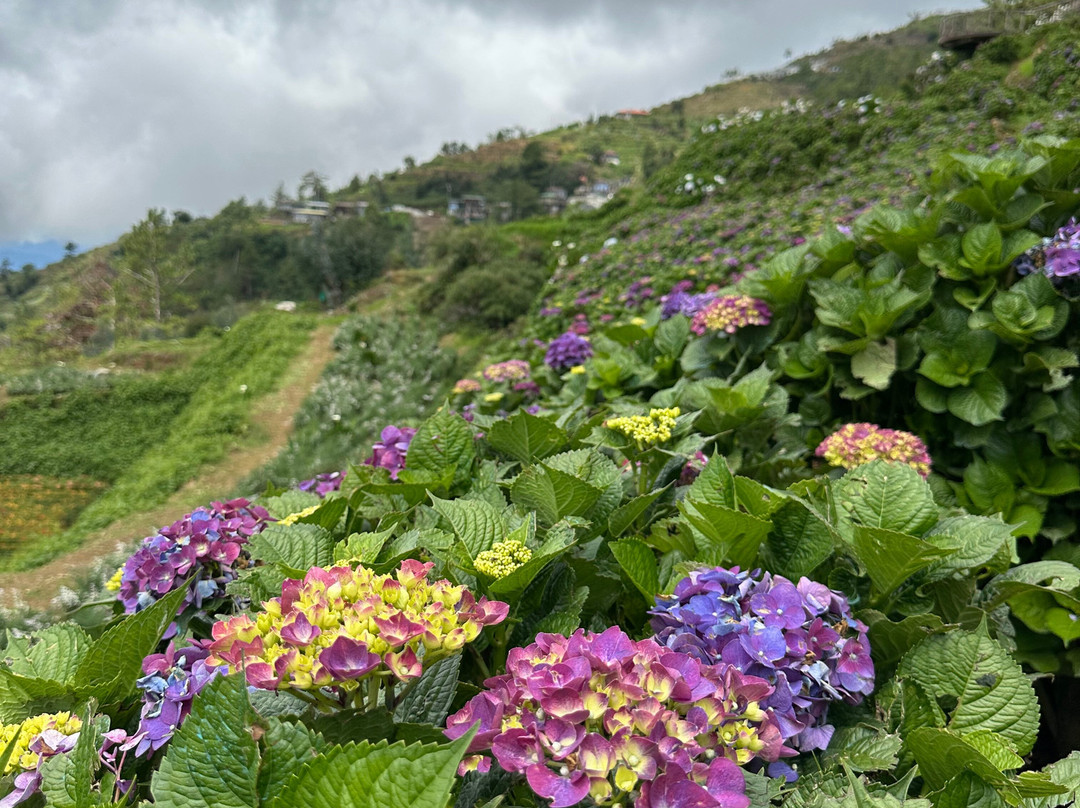 Northern Blossom Flower Farm-Atok必去景点
