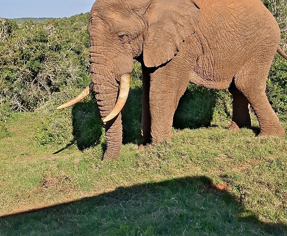 Schotia Tooth and Claw Safari-Addo Elephant National Park必去景点