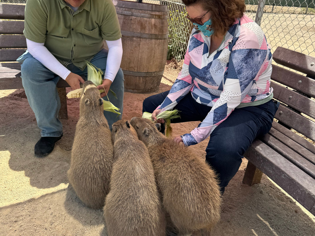 Zoo to You (Conservation Ambassadors)-帕索罗布尔斯必去景点