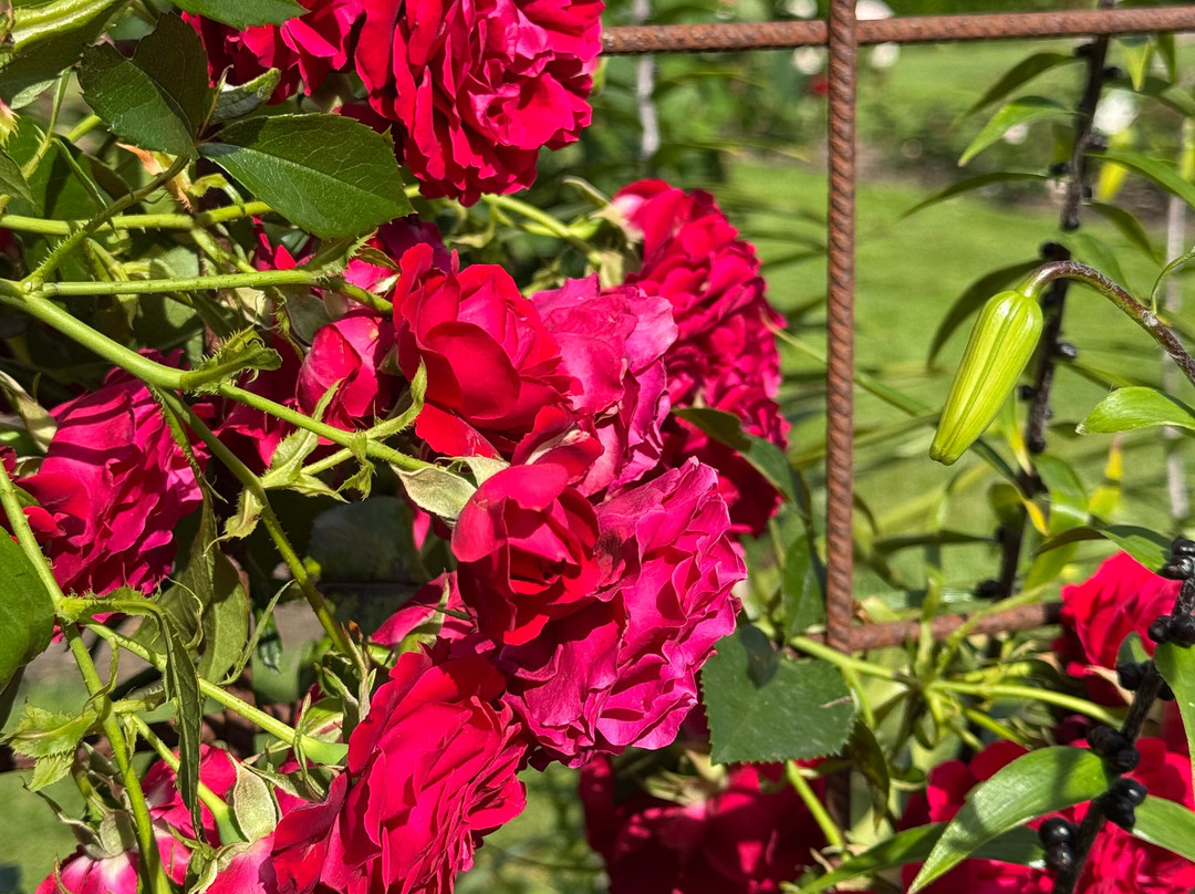 Rosenlunds Rosarium-延雪平必去景点