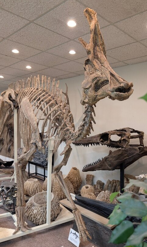 Stones 'N Bones Museum-Sarnia必去景点