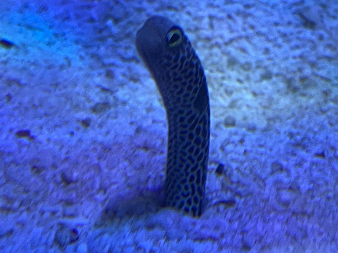 Tynemouth Aquarium-泰恩茅斯必去景点