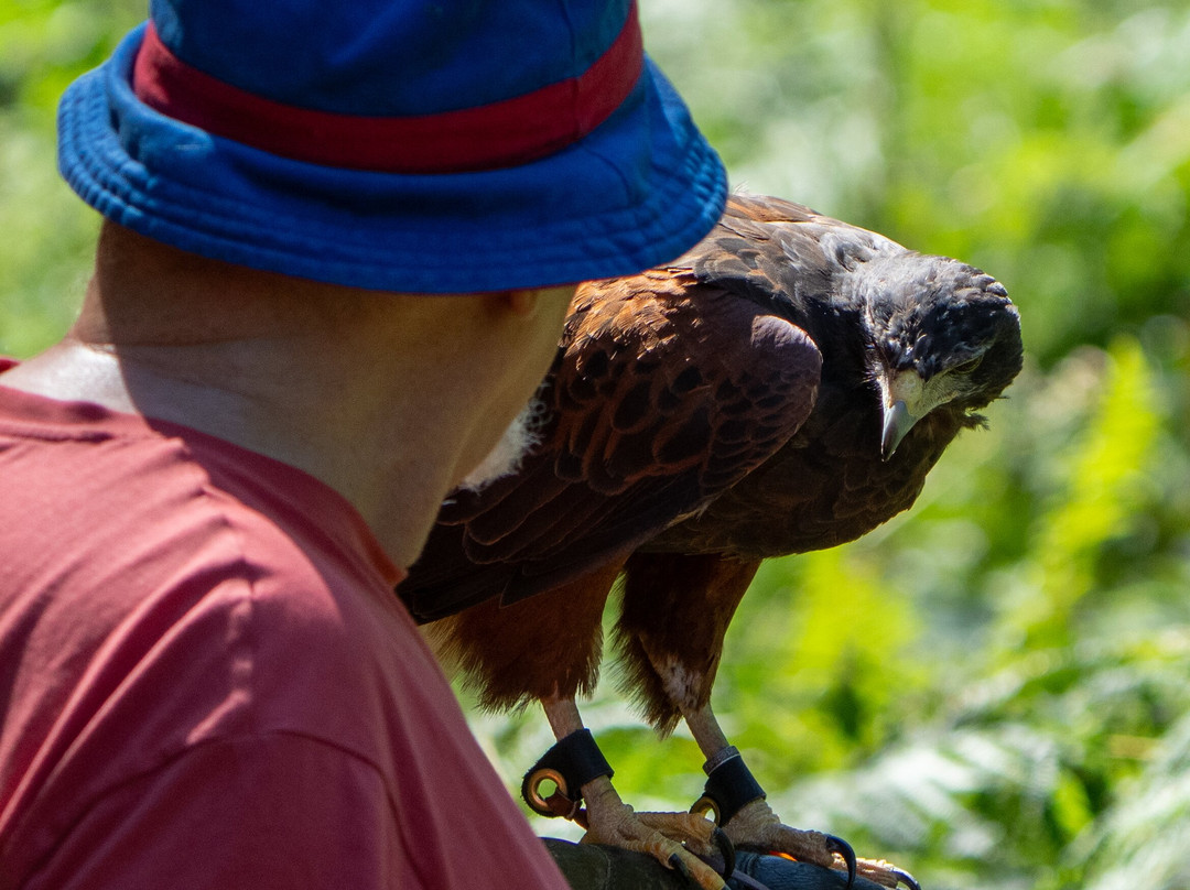 Hampshire Hawk Walks-Four Marks必去景点