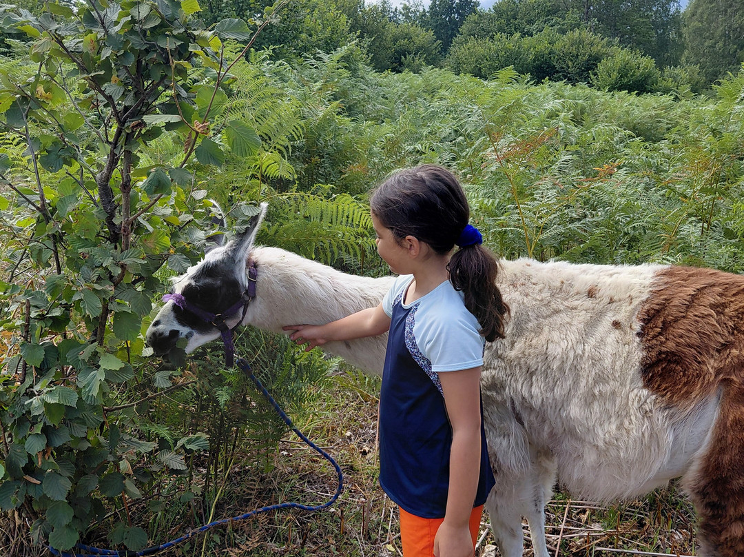 Les Lamas Des 7 Vallees-Pierrefitte Nestalas必去景点