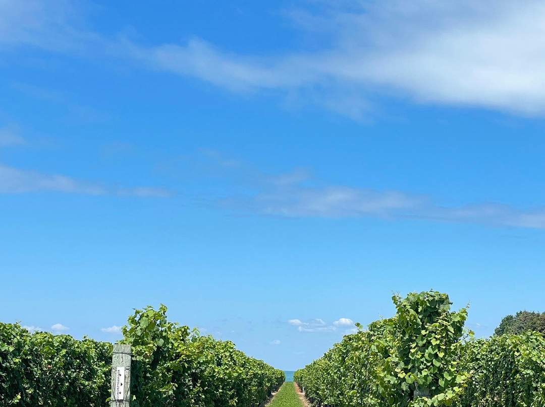 Konzelmann Estate Winery-滨湖尼亚加拉必去景点