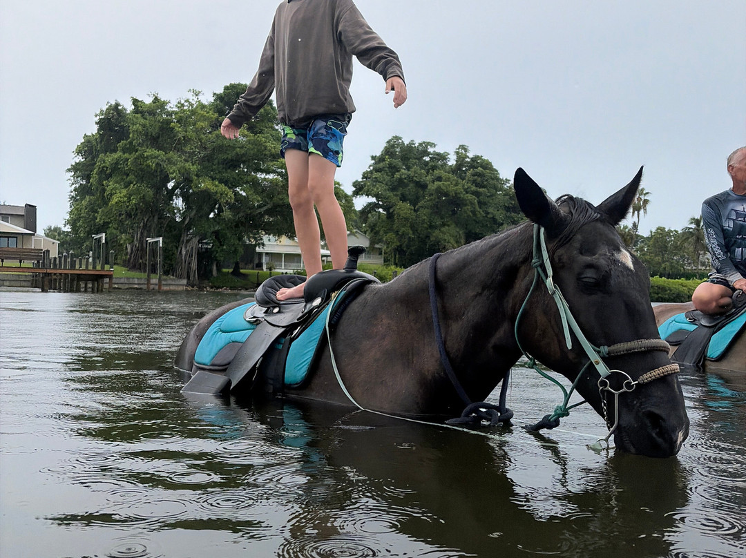 Florida Beach Horses-布雷登顿必去景点