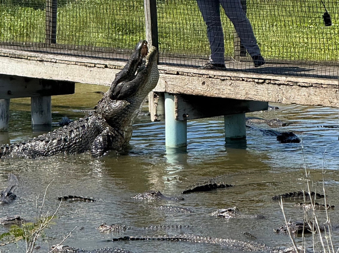 Alligator Adventure-美特尔海滩必去景点