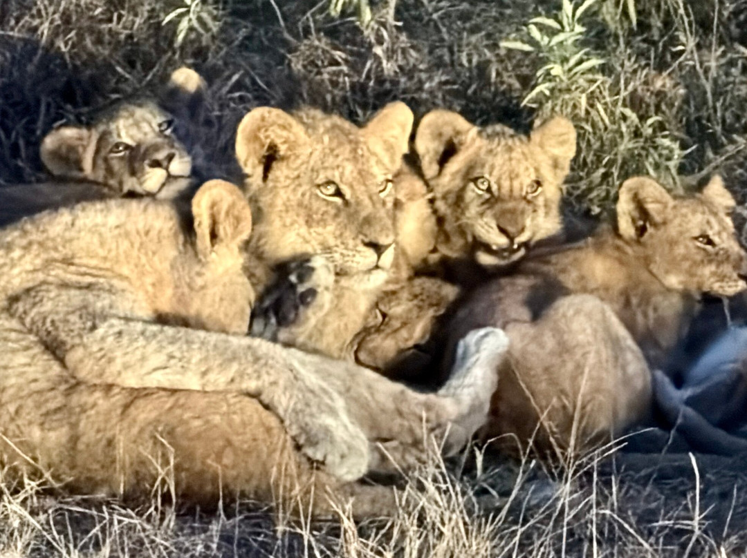 Southern Kruger Safaris-玛洛斯帕克必去景点
