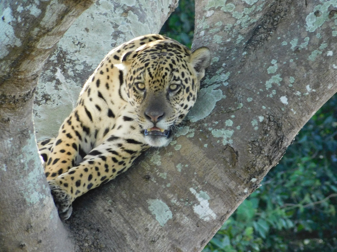 Pantanal Jaguar Safaris-Chapada dos Guimaraes必去景点