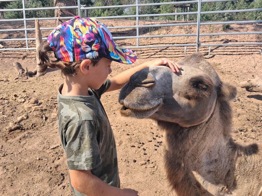 Les Animaux De Fairytale