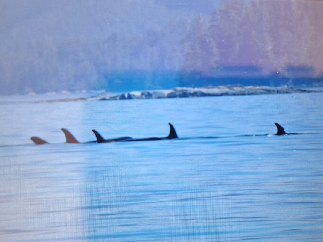 Seasmoke Whale Watching-Alert Bay必去景点