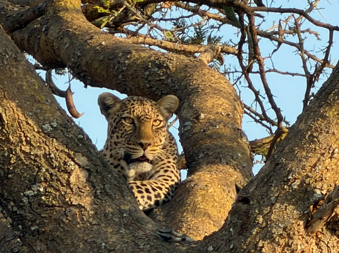 Carnivores Safaris Limited-阿鲁沙必去景点