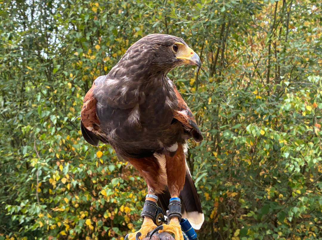 East Sussex Falconry-Herstmonceux必去景点