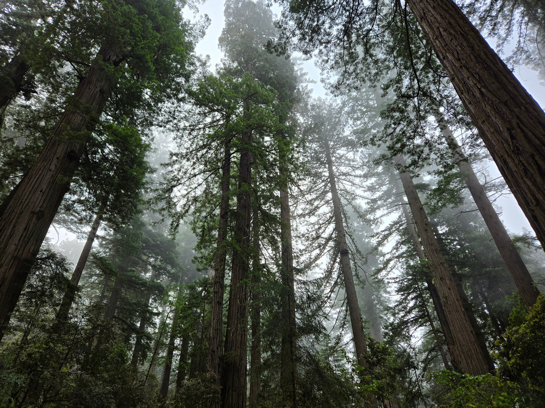 Lady Bird Johnson Grove-Orick必去景点