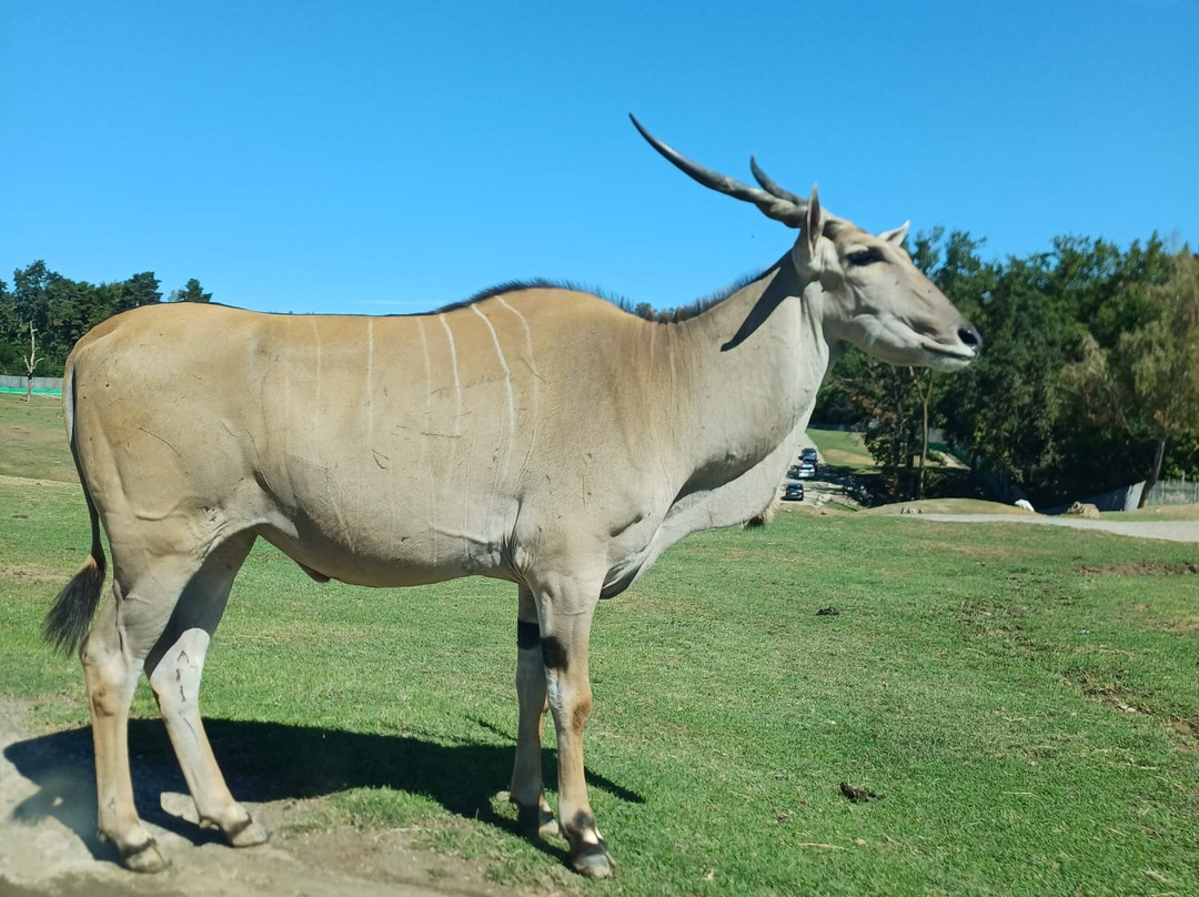 Safari Park-Pombia必去景点