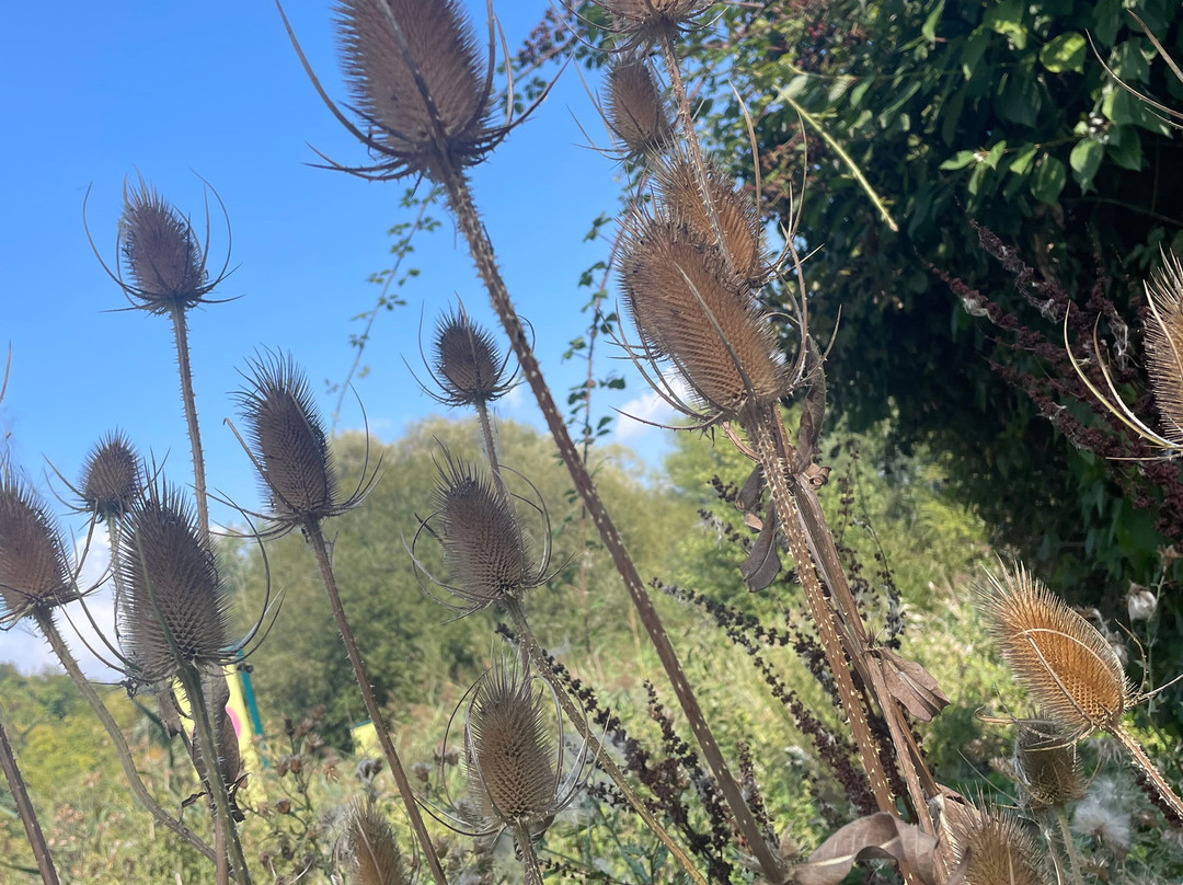 WWT Arundel Wetland Centre-阿伦德尔必去景点