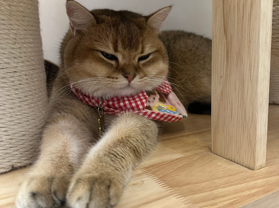 猫之茶房-香港必去景点