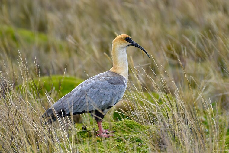Ecuador Birds Tours-基多必去景点