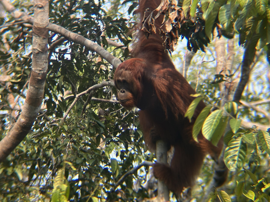 Orangutan Houseboat Tour-Kumai必去景点